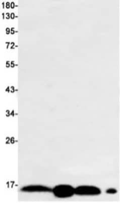 Western Blot: ARPC5 Antibody (S08-2B3) [NBP3-19937]