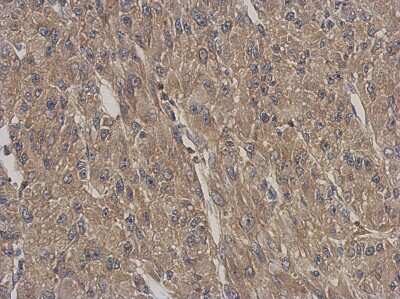 Immunohistochemistry-Paraffin: ARPC5L Antibody [NBP2-15472]