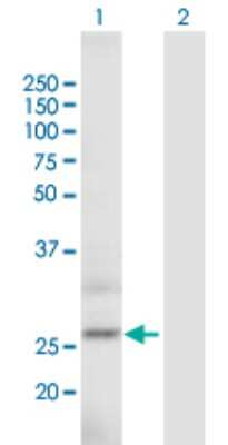 Western Blot: ARPC5L Antibody [H00081873-B02P]