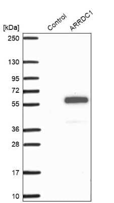 Western Blot: ARRDC1 Antibody [NBP1-91683]