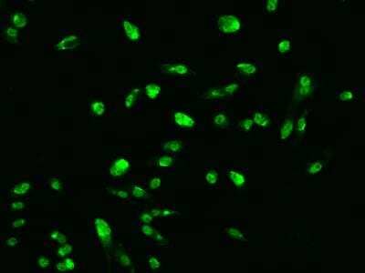 Immunocytochemistry/ Immunofluorescence: ARRDC2 Antibody [NBP3-06285]