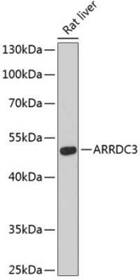 Western Blot: ARRDC3 AntibodyAzide and BSA Free [NBP2-92055]