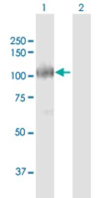 Western Blot: ARS2 Antibody [H00051593-B02P]