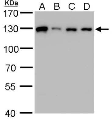 Western Blot: ARS2 Antibody [NBP2-15473]