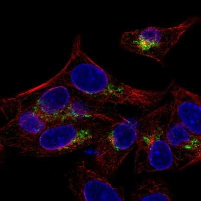 Immunocytochemistry/ Immunofluorescence: ARSE Antibody [NBP2-56601]