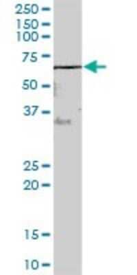 Western Blot: ARSH Antibody [H00347527-B01P]