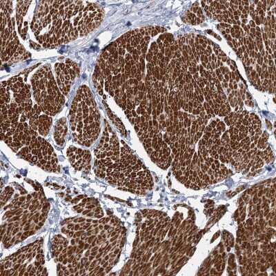 Immunohistochemistry-Paraffin: ARSI Antibody [NBP2-48681]