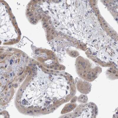Immunohistochemistry-Paraffin: ARSI Antibody [NBP2-48681]