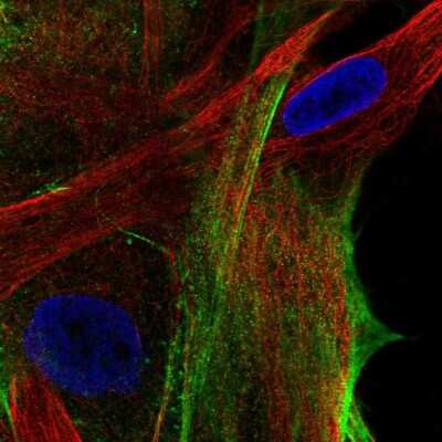 Immunocytochemistry/ Immunofluorescence: ARSJ Antibody [NBP1-82070]