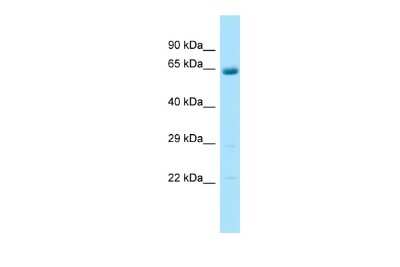 Western Blot: ARSJ Antibody [NBP2-84470]