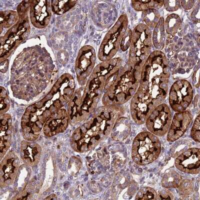 Immunohistochemistry-Paraffin: ARSK Antibody [NBP1-84209]