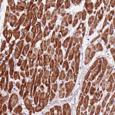 Immunohistochemistry: ART5 Antibody [NBP2-48808]