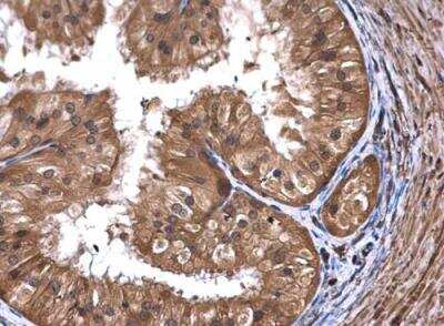 Immunohistochemistry-Paraffin: ART5 Antibody [NBP1-32664]