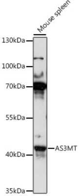 Western Blot: AS3MT AntibodyAzide and BSA Free [NBP2-92300]