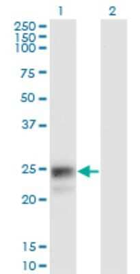 Western Blot: ASAHL/N-acylethanolamine-hydrolyzing Acid Amidase Antibody (3F4) [H00027163-M02]