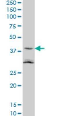 Western Blot: ASAHL/N-acylethanolamine-hydrolyzing Acid Amidase Antibody (5E3) [H00027163-M01]