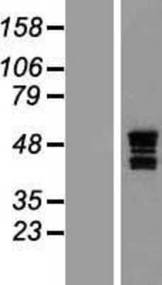 Western Blot: ASAHL/N-acylethanolamine-hydrolyzing Acid Amidase Overexpression Lysate [NBP2-10321]