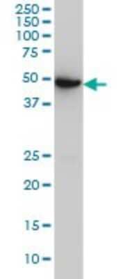 Western Blot: ASB10 Antibody (1F3) [H00136371-M02]