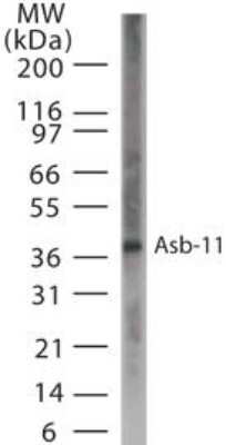 Western Blot: ASB11 Antibody [NB100-56640]