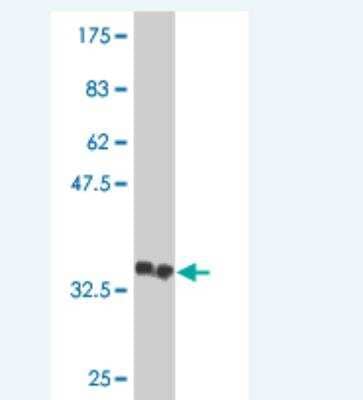 Western Blot: ASB13 Antibody (2A11) [H00079754-M01]