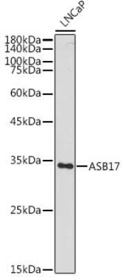 Western Blot: ASB17 AntibodyAzide and BSA Free [NBP3-15987]