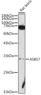 Western Blot: ASB17 AntibodyAzide and BSA Free [NBP3-15987]