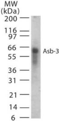 Western Blot: ASB3 Antibody [NB100-56645]