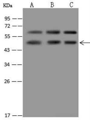 Western Blot: ASB4 Antibody [NBP3-12612]