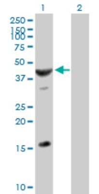 Western Blot: ASB6 Antibody [H00140459-B02P]