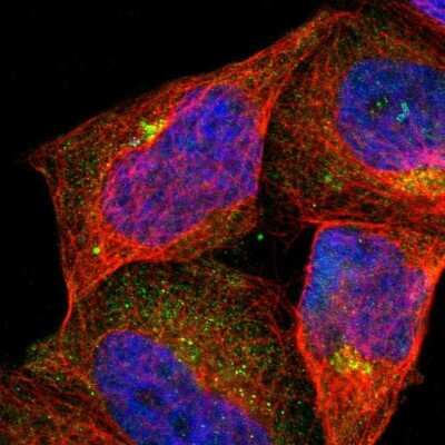 Immunocytochemistry/ Immunofluorescence: ASB7 Antibody [NBP1-86157]