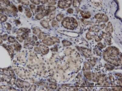 Immunohistochemistry-Paraffin: ASB8 Antibody (1H1) [H00140461-M05]