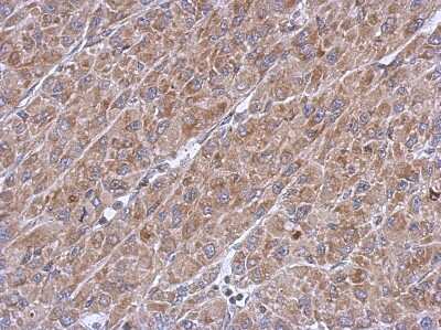 Immunohistochemistry-Paraffin: ASB8 Antibody [NBP2-15484]