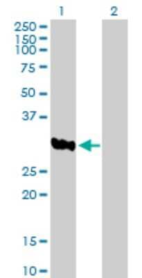 Western Blot: ASB8 Antibody [H00140461-B01P]