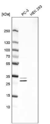 Western Blot: ASB9 Antibody [NBP1-85082]