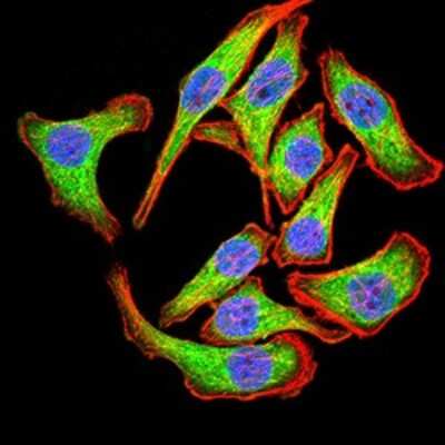 Immunocytochemistry/ Immunofluorescence: ASC/TMS1 Antibody (1C3D3) - BSA Free [NBP2-61676]