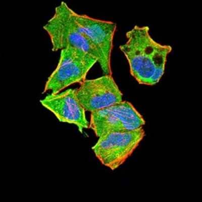 Immunocytochemistry/ Immunofluorescence: ASC/TMS1 Antibody (1C3D3) - BSA Free [NBP2-61676]