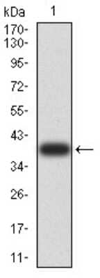 Western Blot: ASC/TMS1 Antibody (1C3D3)BSA Free [NBP2-61676]