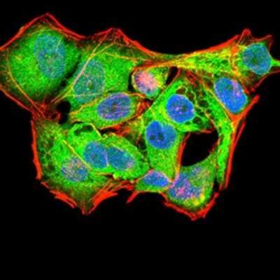 Immunocytochemistry/ Immunofluorescence: ASC/TMS1 Antibody (1C3D7) - BSA Free [NBP2-61682]