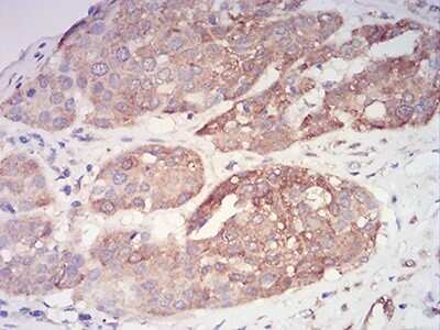Immunohistochemistry-Paraffin: ASC/TMS1 Antibody (1C3D7) - BSA Free [NBP2-61682]