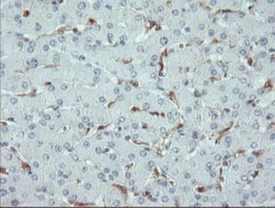 Immunohistochemistry-Paraffin: ASC/TMS1 Antibody (OTI3E9) [NBP2-03818]