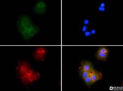 Immunocytochemistry/ Immunofluorescence: ASC/TMS1 Antibody - BSA Free [NBP1-78978]