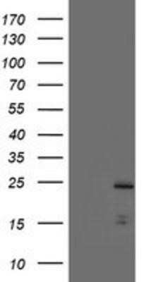 Western Blot: ASC/TMS1 Antibody (OTI3E9)Azide and BSA Free [NBP2-71853]