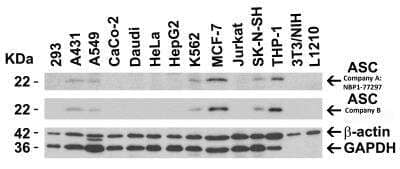 Western Blot: ASC/TMS1 AntibodyBSA Free [NBP1-77297]