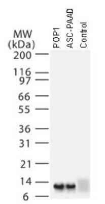 Western Blot: ASC2 Antibody [NB100-56076]