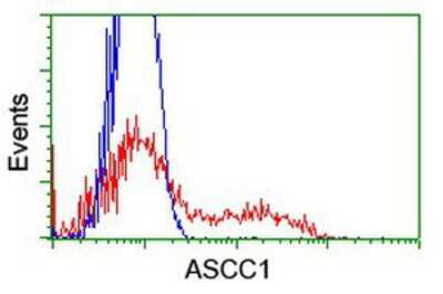 Flow Cytometry: ASCC1 Antibody (OTI6G5) [NBP2-01345]