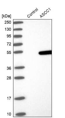 Western Blot: ASCC1 Antibody [NBP1-88855]