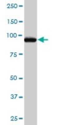 Western Blot: ASCC2 Antibody [H00084164-B01P]