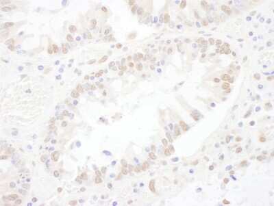 Immunohistochemistry-Paraffin: ASCC3L1 Antibody [NBP1-79036]