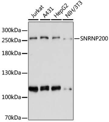 Western Blot: ASCC3L1 AntibodyAzide and BSA Free [NBP2-92466]