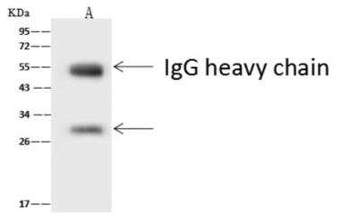 Immunoprecipitation: ASCL1/Mash1 Antibody [NBP2-99418]